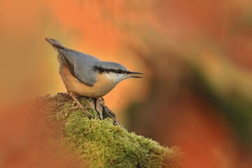 Eurasian nuthatch (Sitta europaea) sits on the branch. nuthatch in the nature habitat. Wildlife scene from fall forest.