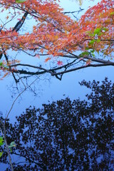 木々がカラフルに紅葉した秋の風景