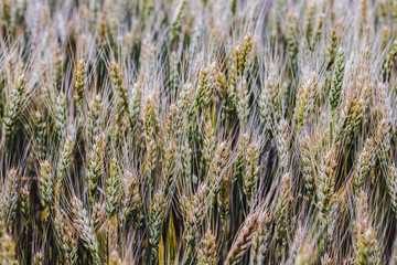 Fototapeta premium Rye, barley, rapeseed, prepared in Latvian fields