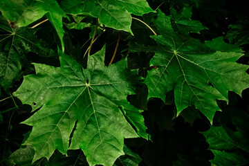 Green maple leaves. Macro shooting. Background. wallpaper