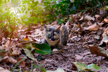 little cat in autumn forest
