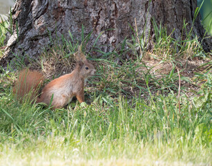 Close up cute Red squirrel, Sciurus vulgaris sitting in the grass next to tree trunk, Selective focus, copy space