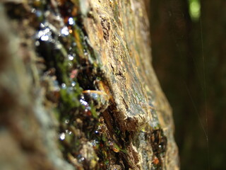 sap on the tree