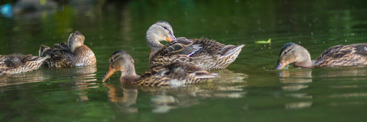 Many ducks swim randomly in the water. Ducks on a lake. Selective focus.