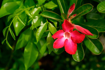 Adenium obesum (Fosk.) Roem. & Schult. Impala Lily, Pink Bignonia, Mock Azalea, Desert Rose close up.	
