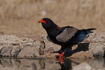 Bateleur drinking water at waterhole in Kgalagadi