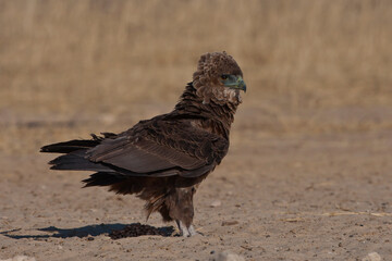 Juvenile Bateleur on ground (Terathopius ecaudatus)
