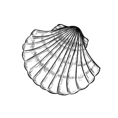 Sea shell scallop. Hand drawn sketch style illustration. Best for summer and beach holidays designs. Vector drawing isolated on white background.