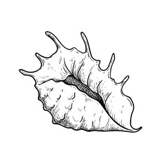 Sea shell conch. Hand drawn sketch style illustration. Best for summer and beach holidays designs. Vector drawing isolated on white background.