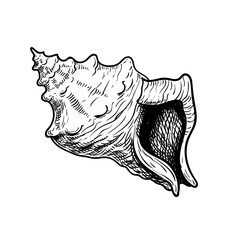 Sea shell conch. Hand drawn sketch style illustration. Best for summer and beach holidays designs. Vector drawing isolated on white background.