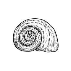 Sea shell. Snail looking conch. Hand drawn sketch style illustration. Best for summer and beach holidays designs. Vector drawing isolated on white background.