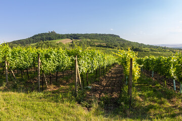 Fototapeta na wymiar Vineyard with hills and sirotci castle. Ruin of gothic castle in south moravia landscape, Palava Czech republic