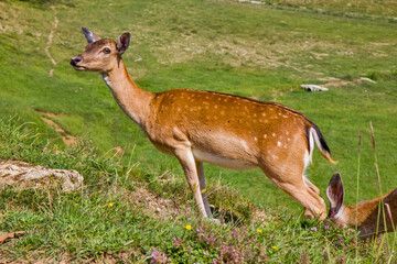 Roe deer on the green field