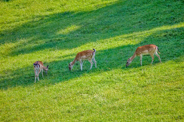 Roe deer on the green field