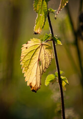 nettle leaf with blurred background (macro)
