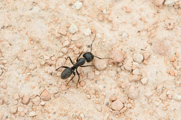 black ant on the ground