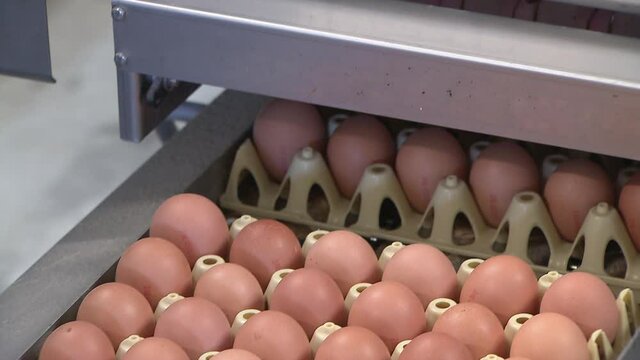 Eggs. Chicken. Stable. Poultry. Farming. Conveyor belt.