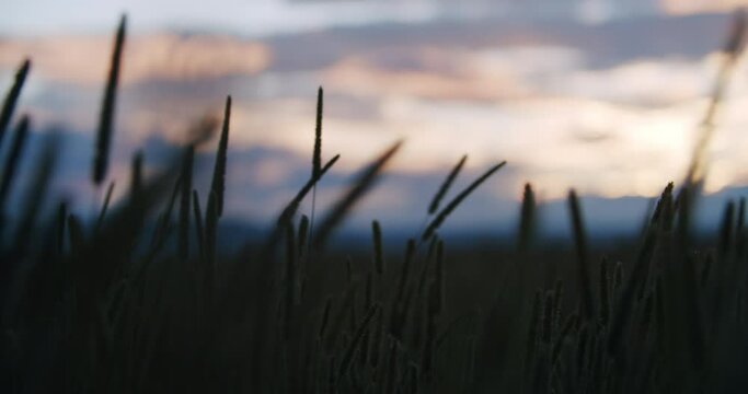 Timothy Agricultural Crop Blowing in the Wind During Sunset in Lethbridge Alberta Canada