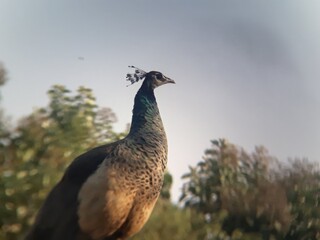 peacock on the wall