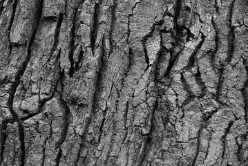 tree bark monochrome texture for overlay blending