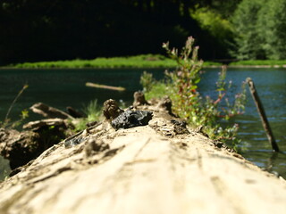 close-up of log