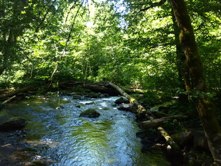 Obraz premium stream in the woods