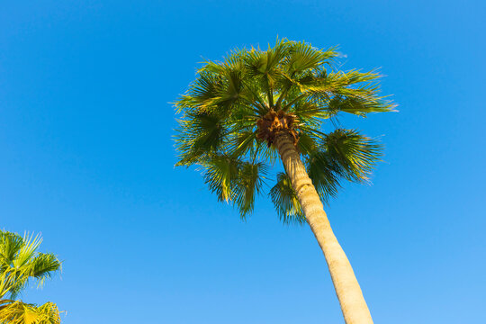 Palm trees in Al ain city, abu Dhabi, UAE