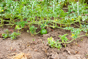 vegetable garden in the garden