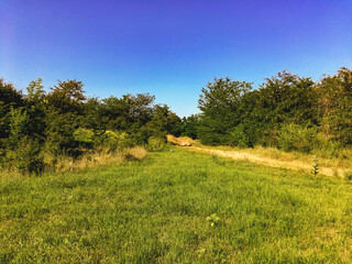 Fototapeta premium A meadow with growing green grasses and trees covered with foliage on a sunny summer day under a blue cloudless sky.