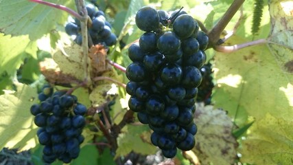 grapes in a organic farm