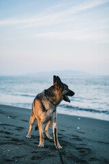 a beautiful purebred german shepherd on a beach in japan looking very serious. the water and sky is blue and the nature is very clean. the german shepherd is black and tan and is very loyal. 
