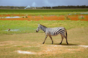 Fototapeta na wymiar Lonely zebra walking on the field in savannah, Amboseli National Park, Kenya
