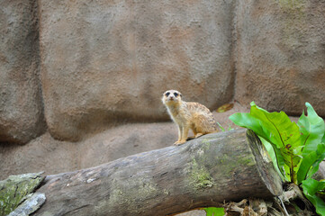 Obraz premium Sad lonely meerkat or suricate (Suricata suricatta) sitting on the tree trunk at the zoo