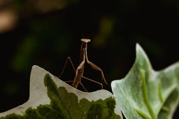 a narrow winged mantis looking very intense and beautiful. the color of the mantid is bronn and green. this is a wild caught praying mantis and was found in japan. it is a very beautiful insect