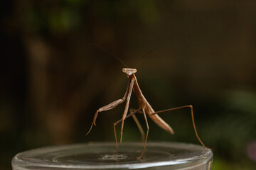 a narrow winged mantis looking very intense and beautiful. the color of the mantid is bronn and green. this is a wild caught praying mantis and was found in japan. it is a very beautiful insect