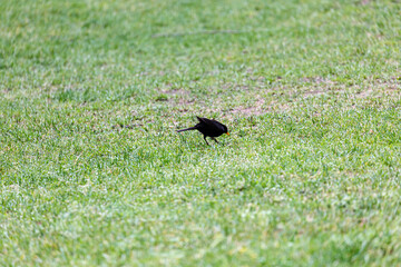 Fototapeta premium Blackbird walking on the grass in park