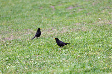 Blackbird walking on the grass in  park