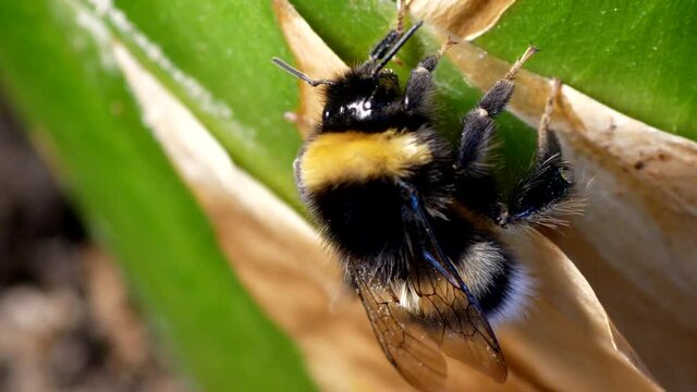 Bumble bee or bombus sits on leaf. Macro. Static shot.