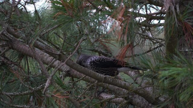 Spotted nutcracker bird breaks nut in pine tree. Static shot.