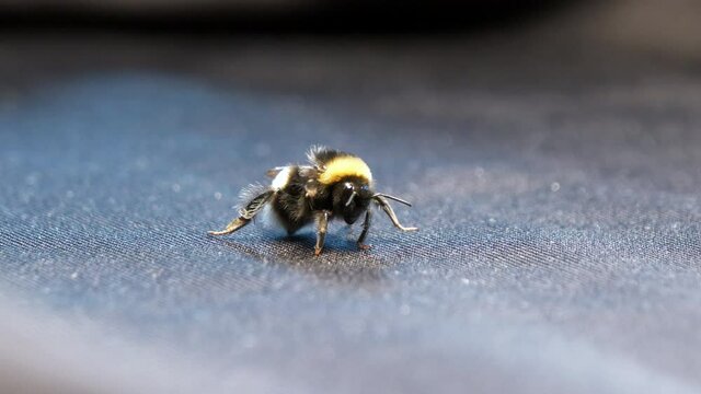 Angry bumble bee sits on cloth and moves mouth ready for attack. Slow zoom out.