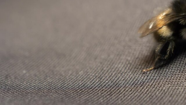 Bumble bee sits on cloth and crawls out of shot. Static shot.