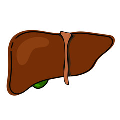 vector illustration of a human liver