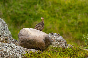 Female rock ptarmigan (Lagopus muta) in summer plumage, in tundra-like vegetation in Iceland