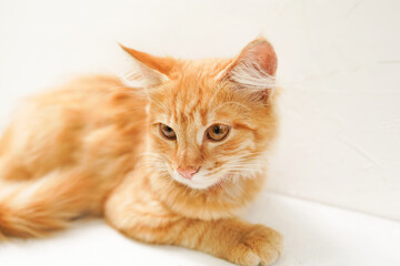 cute little ginger cat laying on white background