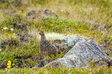 Female rock ptarmigan (Lagopus muta) in summer plumage, in tundra-like vegetation in Iceland