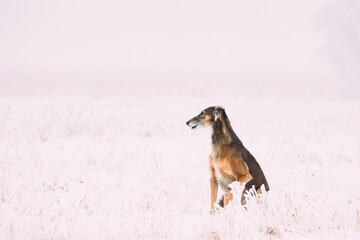 Fototapeta na wymiar Hunting Sighthound Hortaya Borzaya Dog During Hare-hunting At Winter Day In Snowy Field