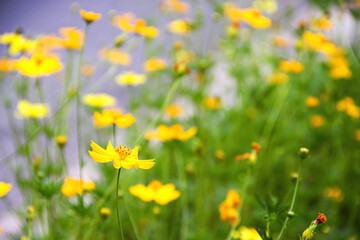 Yellow mexican aster or cosmos flower blooming in nature garden outdoor background