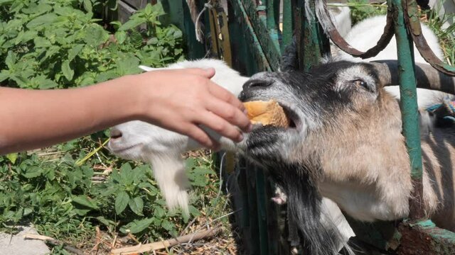 children feed a goat in a valli re