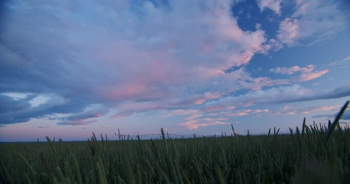 Timothy Agricultural Crop Blowing in the Wind During Sunset in Lethbridge Alberta Canada