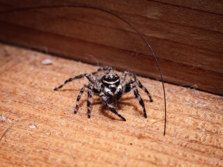 tiny little spider living in the house